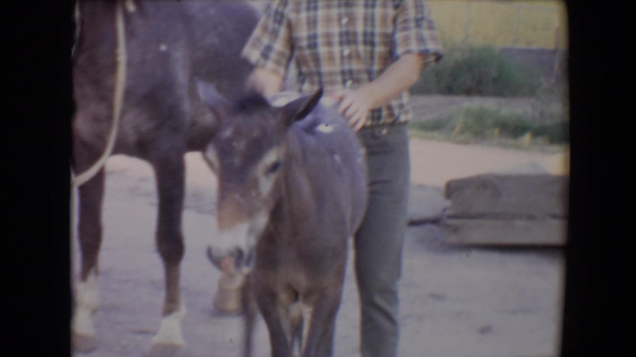 Adult in plaid shirt guiding a young mule colt beside a larger horse.
