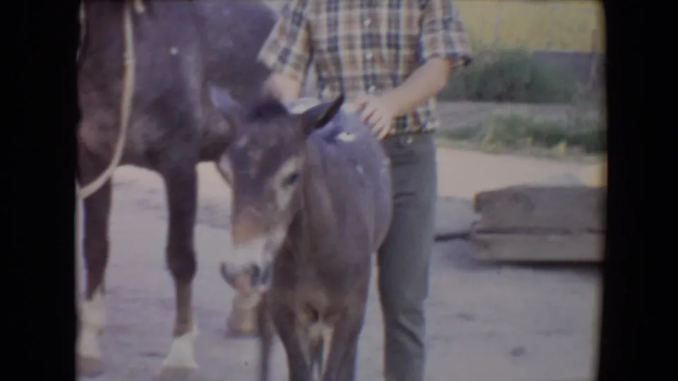 1967 Flagstaff home-movie frame showing an adult in a plaid shirt holding a young mule colt near a larger horse on dusty ground.