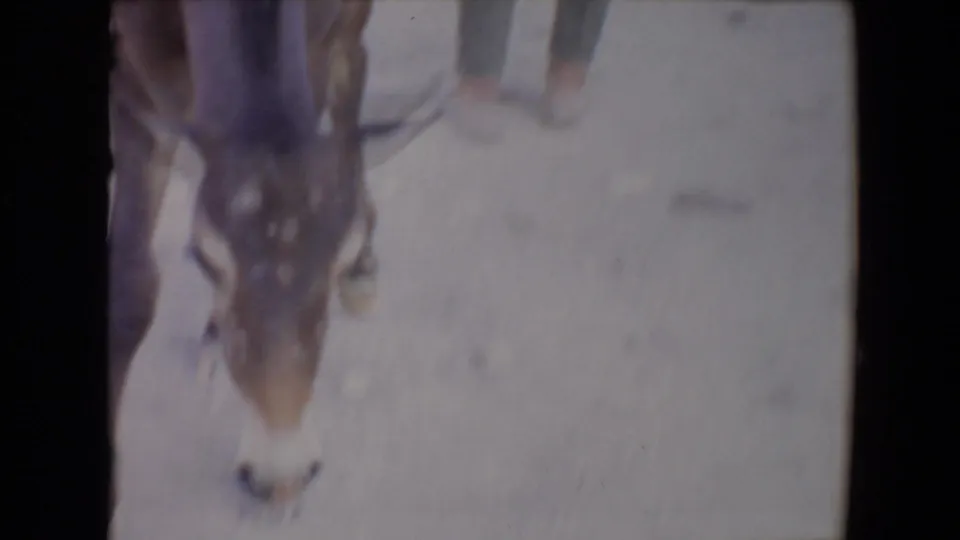 Soft 8mm close-up of a mule or horse head facing the camera, with legs of nearby people or animals partly visible behind it.