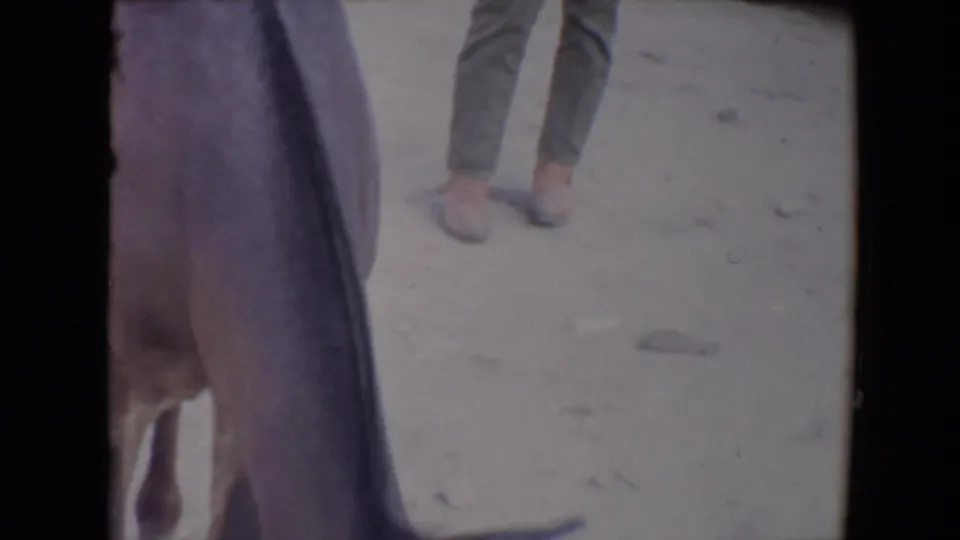 1967 rural Arizona frame with cropped animal legs in the foreground and an adult standing nearby on a dusty farm surface.