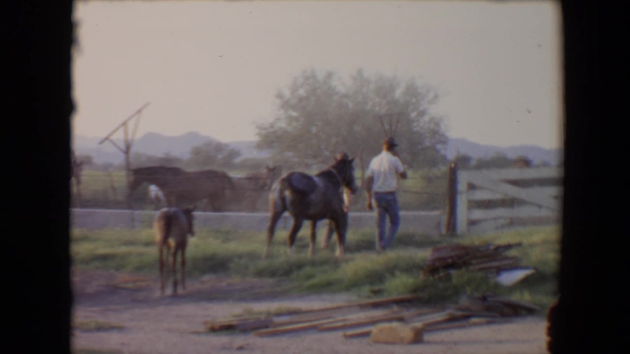 1967 Flagstaff home-movie frame showing a man leading a dark horse while a foal stands nearby beside a white wooden fence.