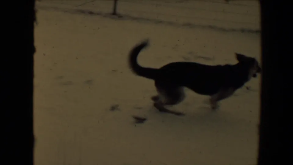 1967 Flagstaff-area 8mm frame showing a dark dog in motion across snowy or pale ground after the blast sequence.