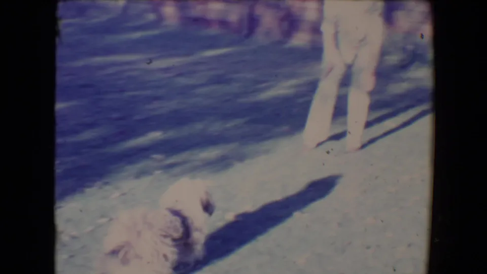 The small dog is low on the sunlit ground near the woman's legs, with long shadows across the Tucson backyard setting.