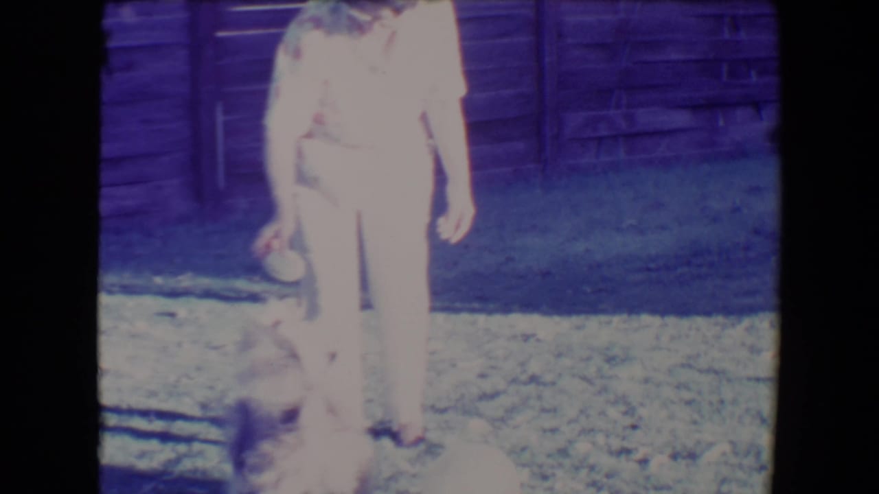 Woman in light pants holds an object above a small dog in a sunny fenced yard.