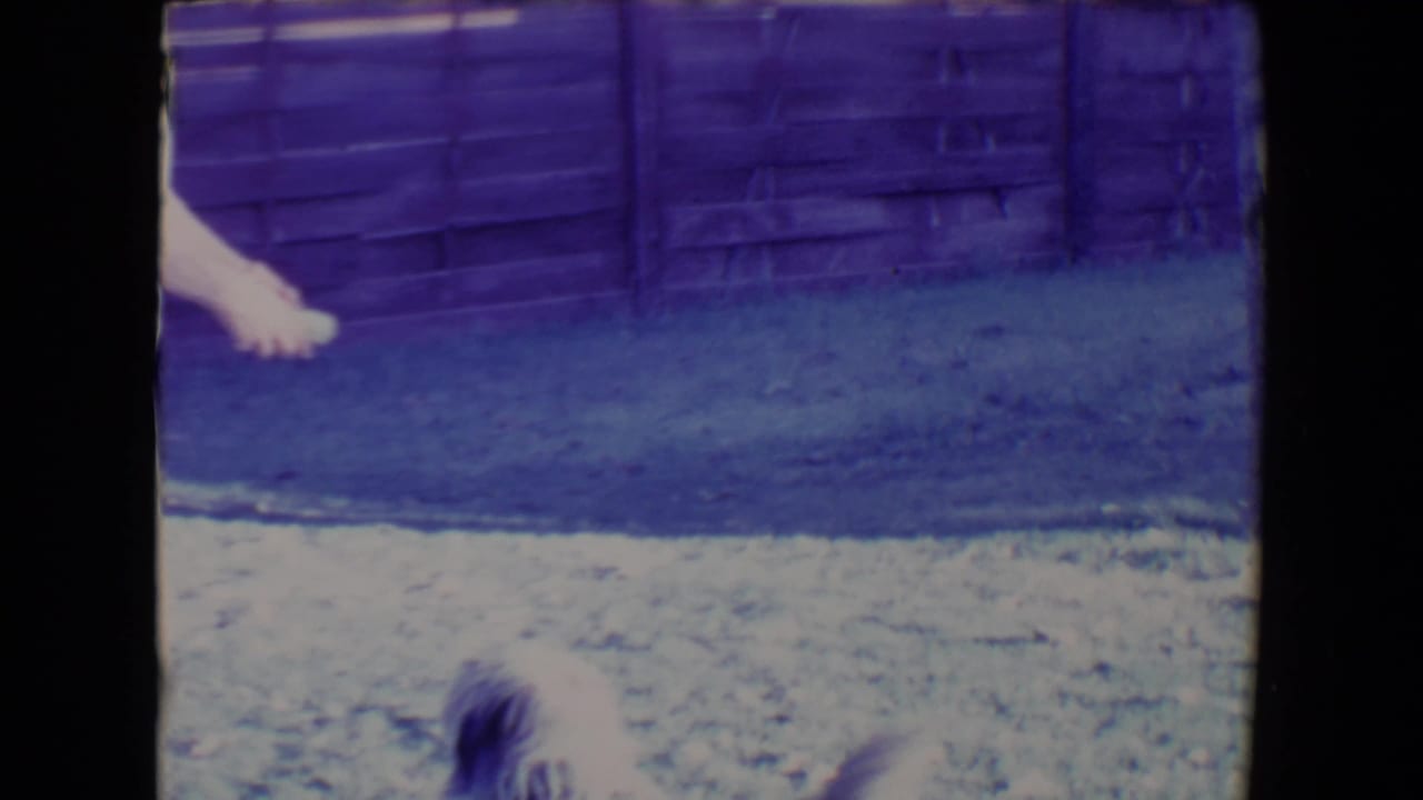 Partial view of the fetch action, with the woman’s arm at frame edge and the dog partly visible near the grass.
