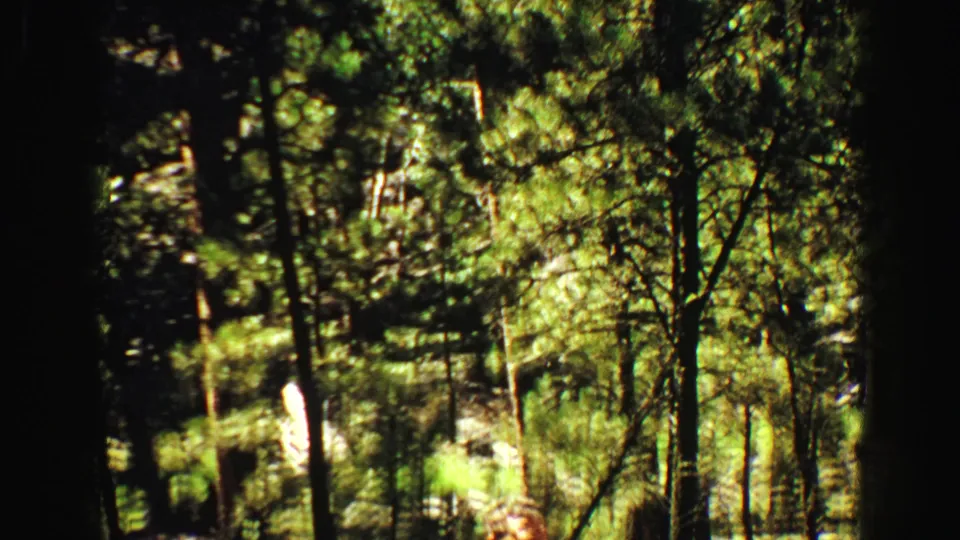 Handheld 8mm frame looks through pine trees, with the man only partly visible near the lower left edge.