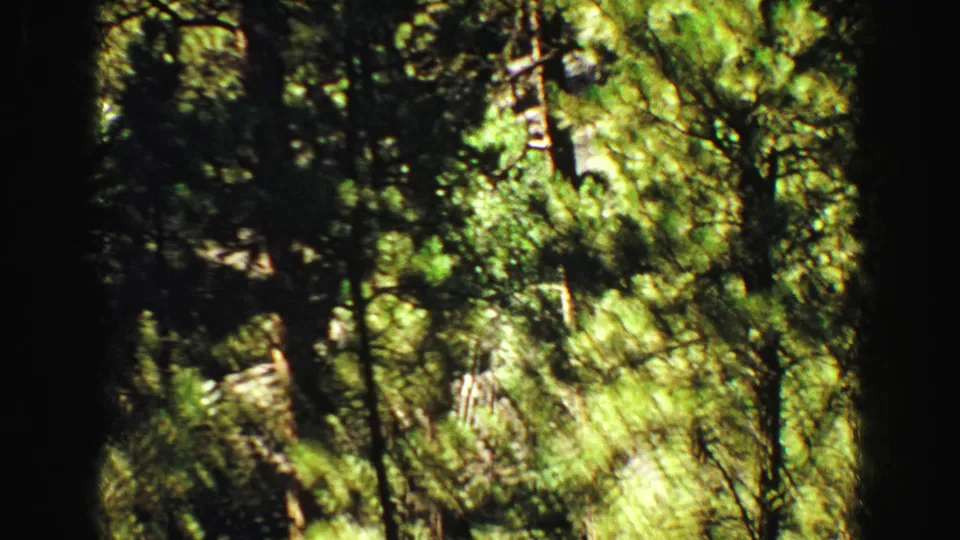 The frame settles on tall pine trees and bright forest undergrowth in Yellowstone, with the visitor no longer clearly visible.