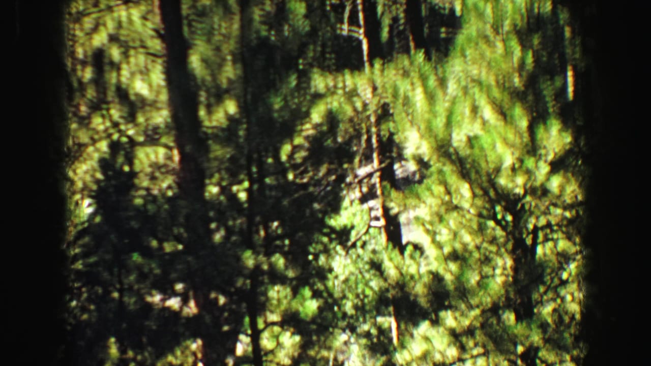 Sunlit evergreen forest with tall trunks and dense green needles.