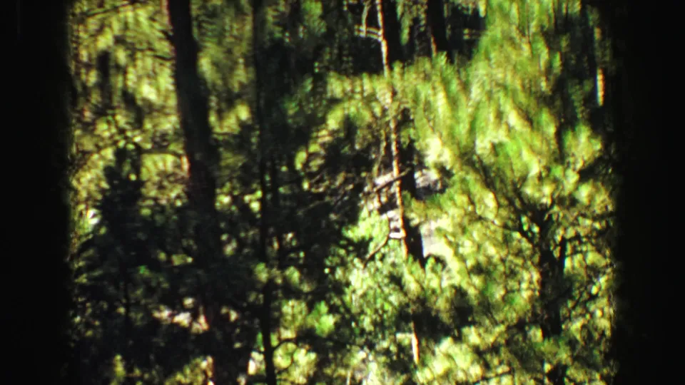 1967 Yellowstone home-movie frame showing tall pine trunks and bright green forest foliage in dappled sunlight.