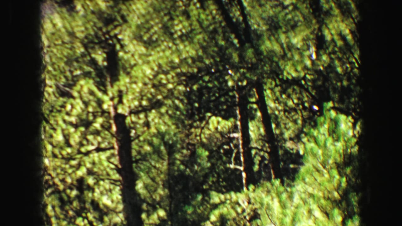 Dense pine forest with a dark central trunk and bright foliage behind it.