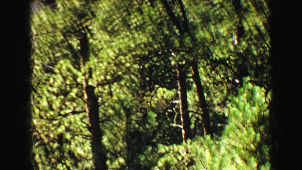 1967 Yellowstone frame with a dark tree trunk in the foreground and sunlit evergreen branches receding behind it.