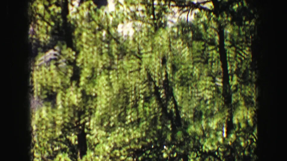 1967 Yellowstone 8mm frame showing green understory, slender pine trunks, and bright sun patches within the forest.
