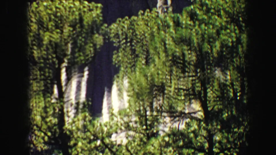 1967 Yellowstone frame showing dense pine foliage, dark trunks, and pale rock or bark surfaces partly visible through the trees.