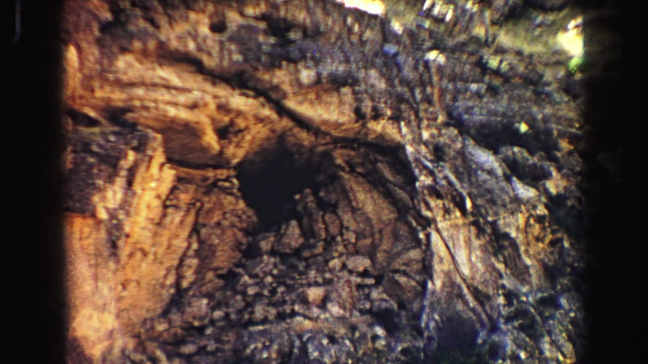 Close view of rough tree bark or forest texture with dark film borders.