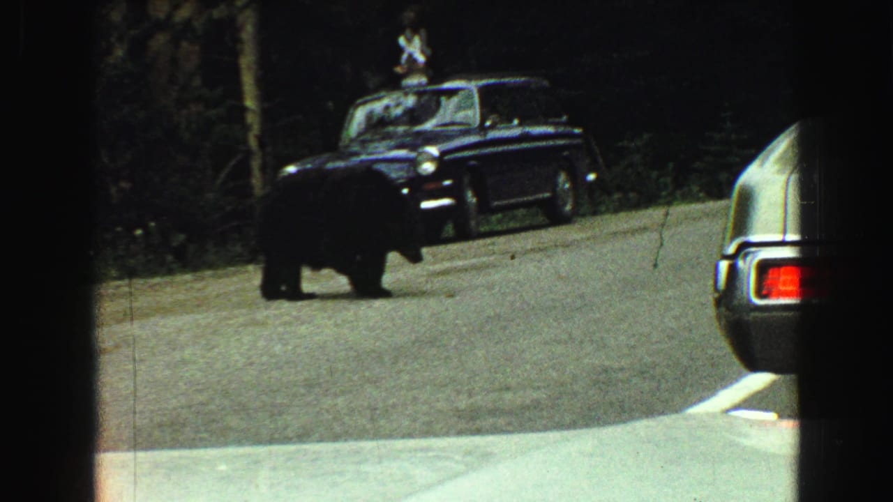 Dark car on a forest road with a person visible on the roof.