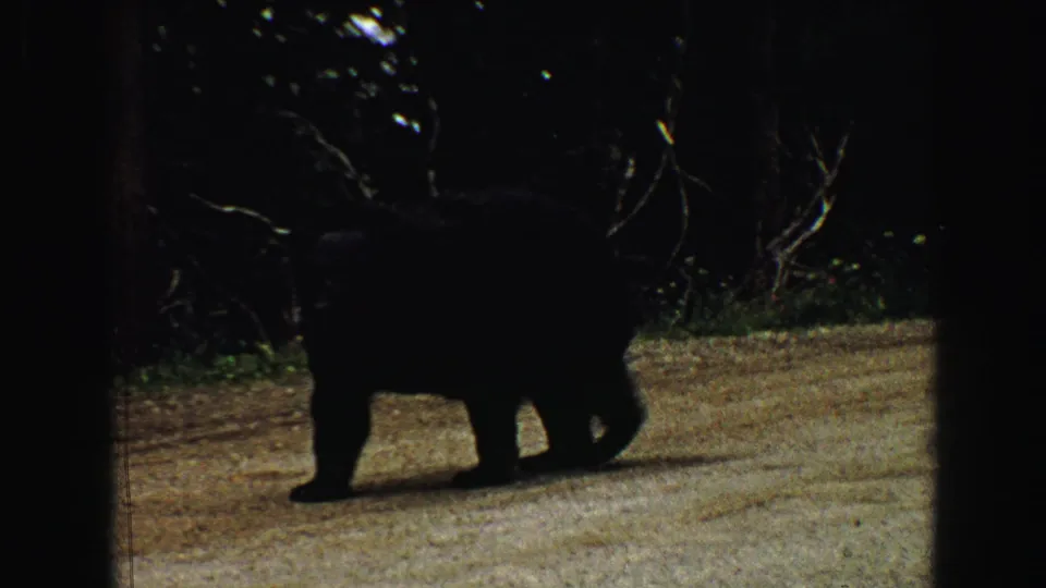 1967 Yellowstone 8mm frame showing a black bear moving left to right along a wooded roadside in deep shade.