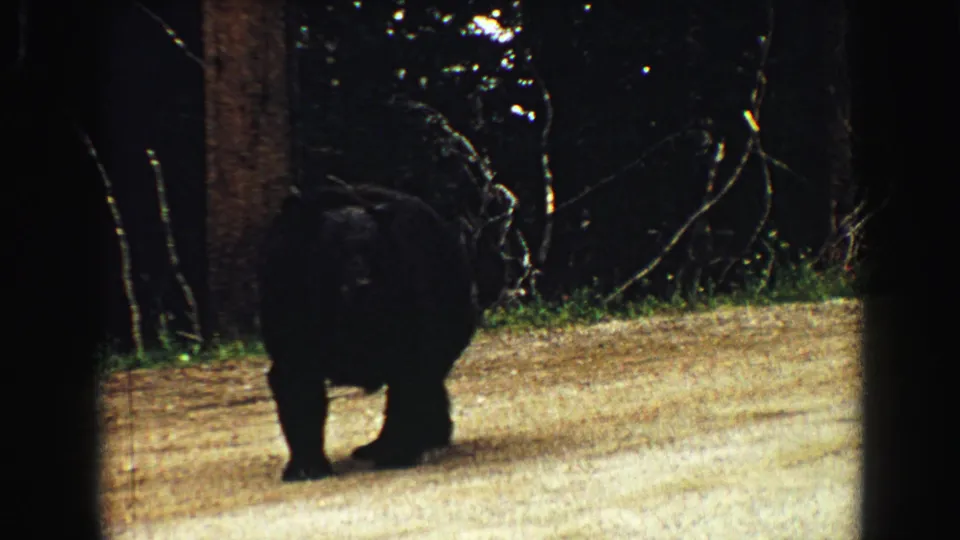 1967 Yellowstone frame showing the black bear from behind near trees and a pale roadside surface.