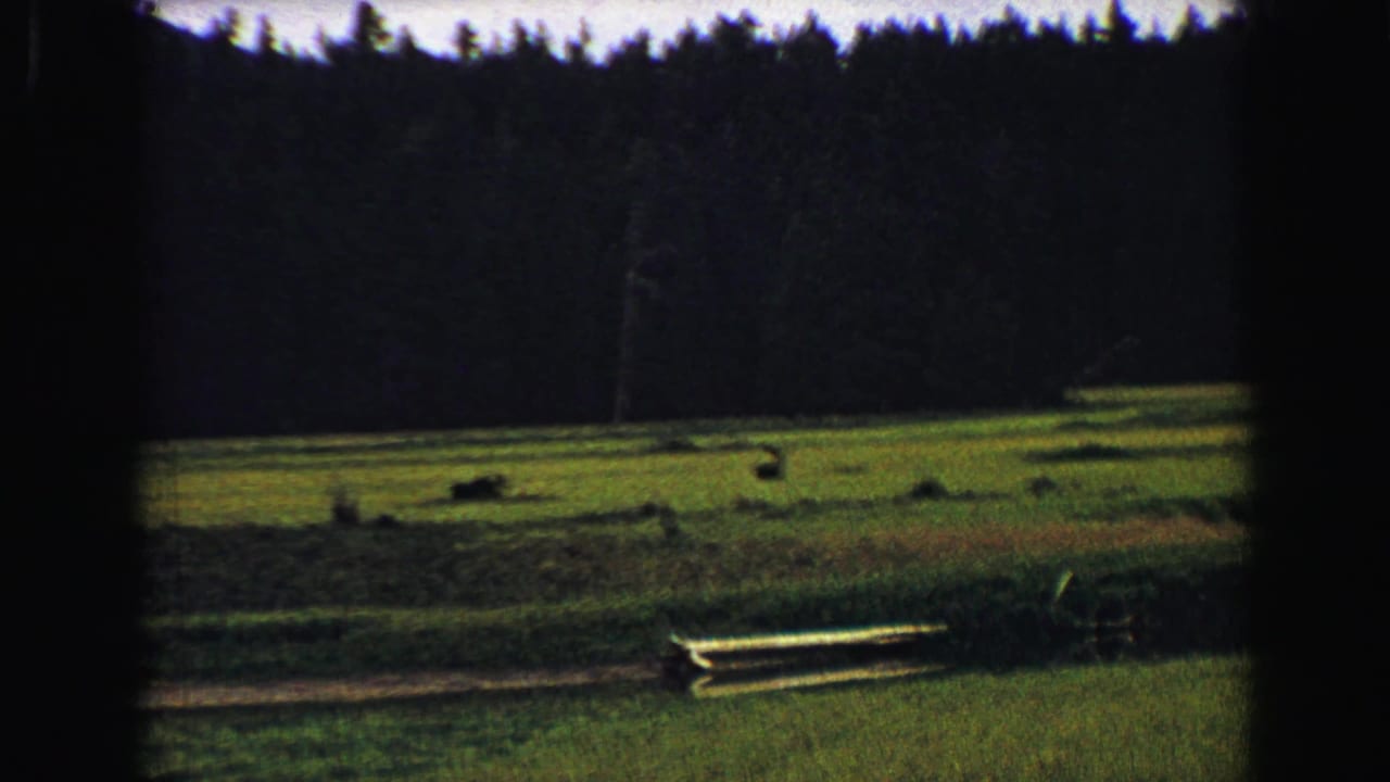 Green meadow bordered by dark forest with distant grazing animals and a pale log or roadside feature.