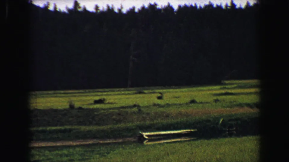 1967 Yellowstone-area 8mm frame showing a meadow below a dense forest, with distant moose-like animals grazing near the tree line.