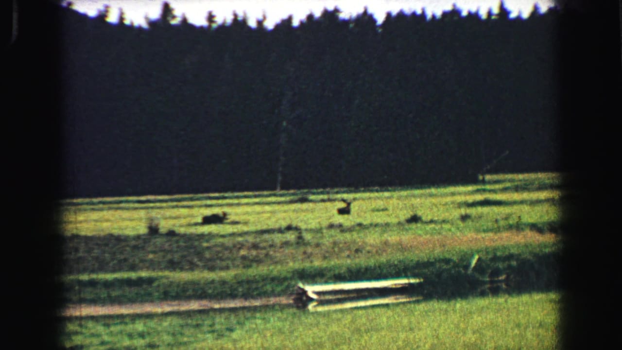 Meadow and forest edge with small dark animals in the distance and a pale horizontal feature in front.