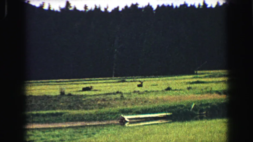 1967 Yellowstone-area 8mm frame with distant wildlife scattered across a sunlit meadow beneath a shaded forest backdrop.