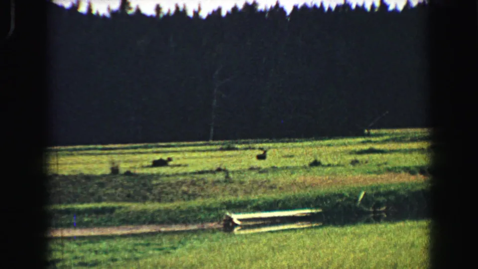 1967 Yellowstone-area 8mm frame showing grazing wildlife in a meadow, with dark trees and rough grassland beyond.