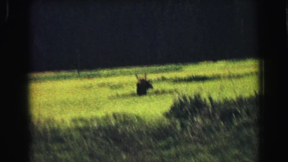 1967 Yellowstone-area 8mm frame with a dark moose-like animal grazing in a bright field near tall grass and a shadowed forest.