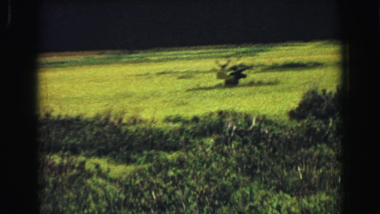 Two dark moose stand in a bright green field beyond a darker grass band.