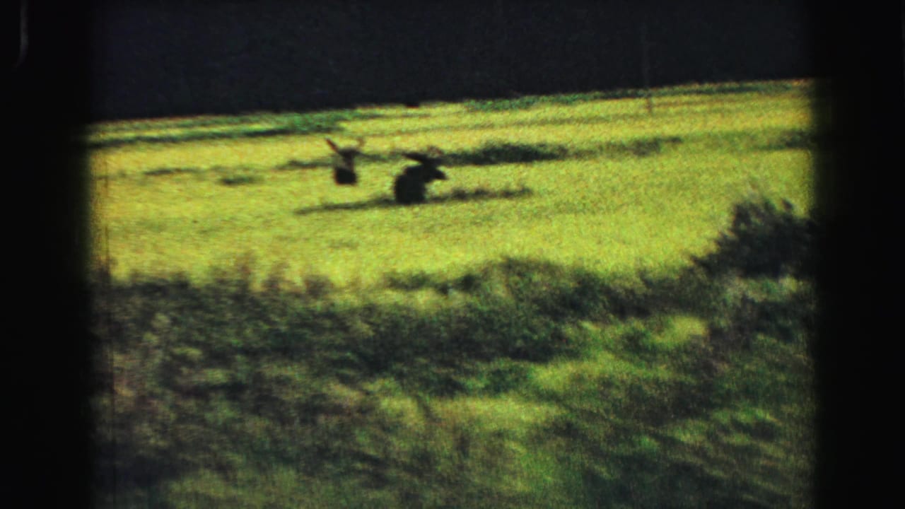 Two distant moose move across a yellow-green meadow bordered by darker vegetation.
