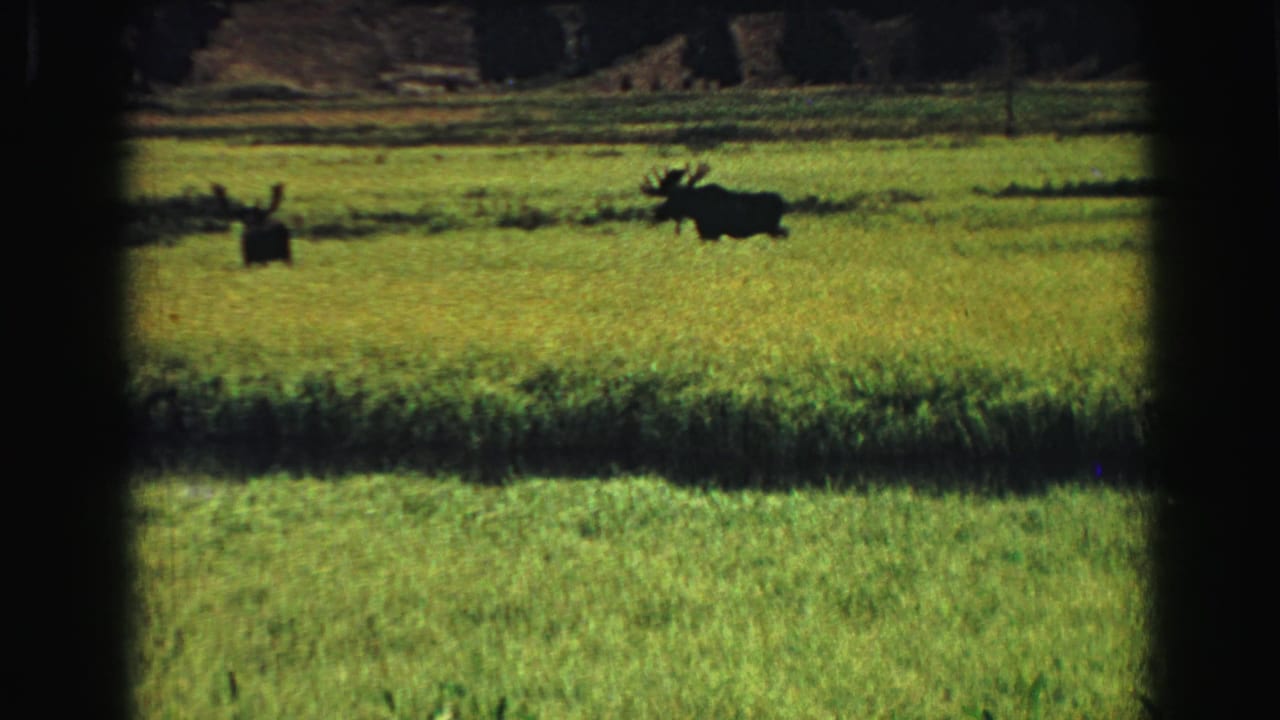 Two dark moose stand in a bright grassy field near a forest edge.
