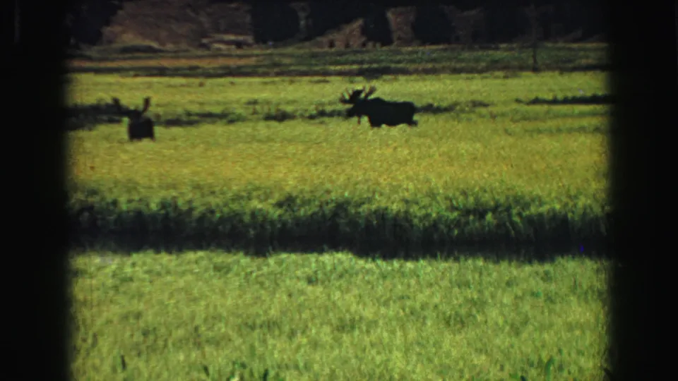 Two moose appear silhouetted in a sunlit grassy field in 1967 Yellowstone home-movie footage.
