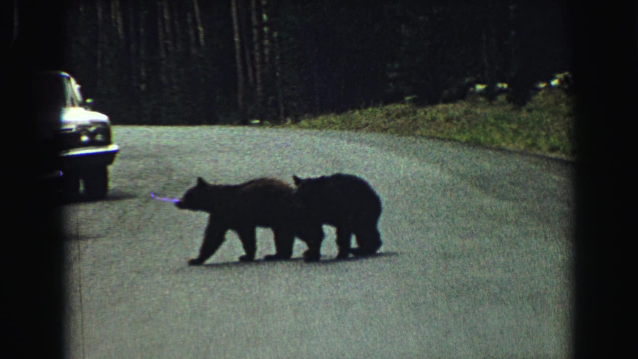 Two young bears cross a Yellowstone road near a parked vintage car in 1967 8mm footage.