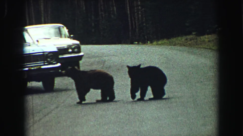 Two bear cubs pause on a paved road beside a vintage car in Yellowstone, supported by 1967 clip metadata.