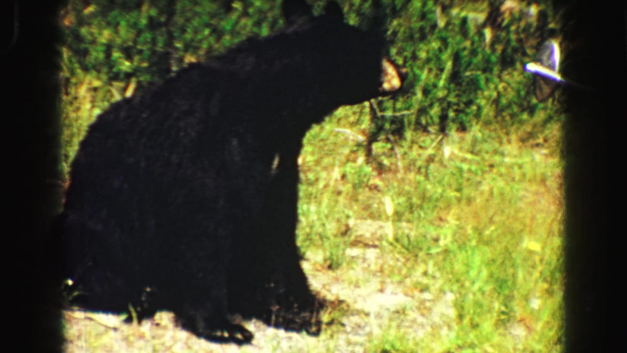 Black bear cub standing in grass beside a shaded roadside area.