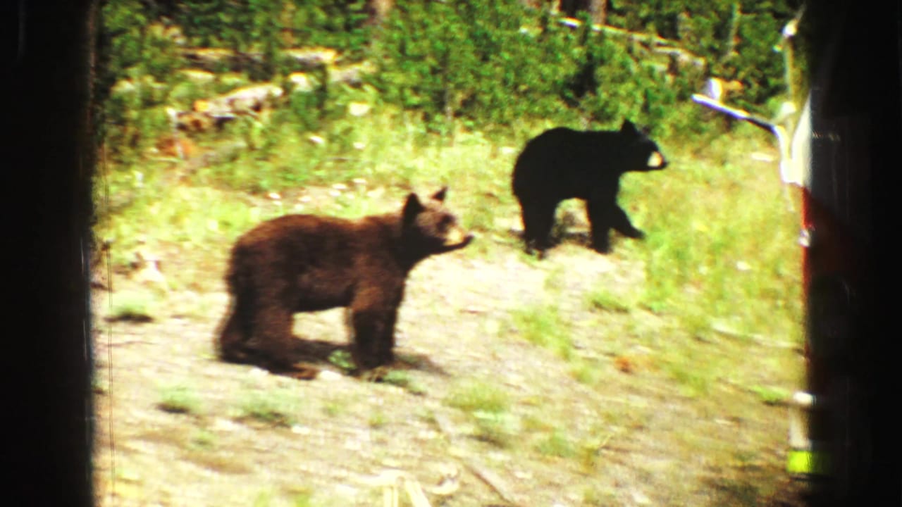 Two black bear cubs move through a grassy Yellowstone clearing near a vehicle, captured in warm 1967 home-movie color.