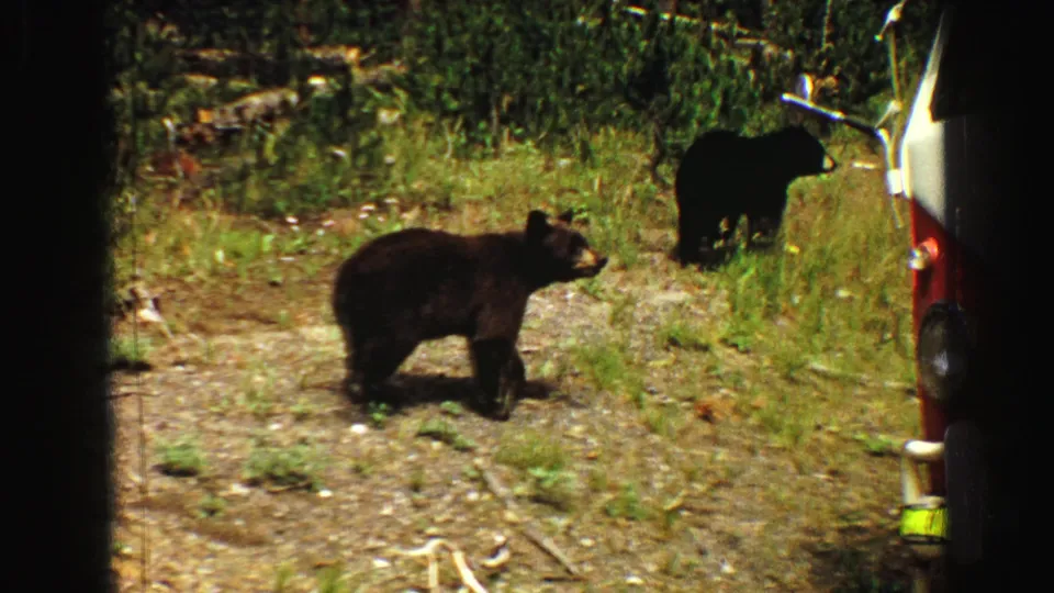 Two black bear cubs stand in dry grass near a parked vehicle in 1967 Yellowstone visitor-shot footage.