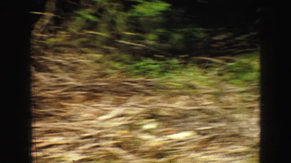 A blurred handheld 8mm frame shows roadside vegetation and ground as the camera moves away from the bear scene.