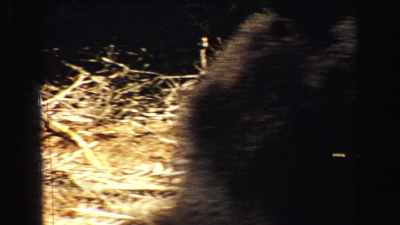 Dark 8mm frame edge beside sunlit grass or brush, with blurred motion in the center.