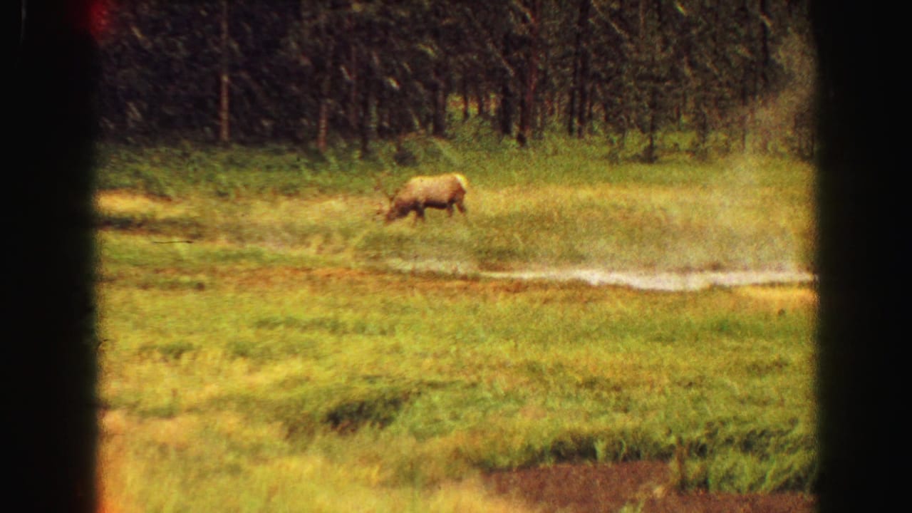 Elk grazing in a grassy meadow near a dark forest edge.