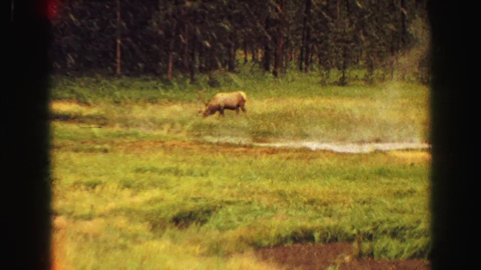 1967 Yellowstone home-movie frame with an elk grazing in a green meadow below a dense forest edge.