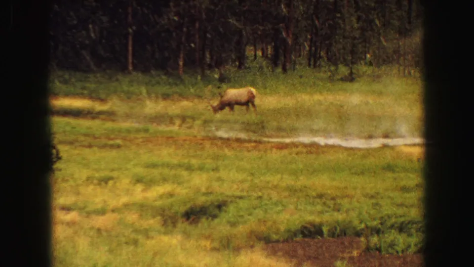 1967 Yellowstone 8mm view of a distant elk grazing in meadow grass with conifer trees behind it.
