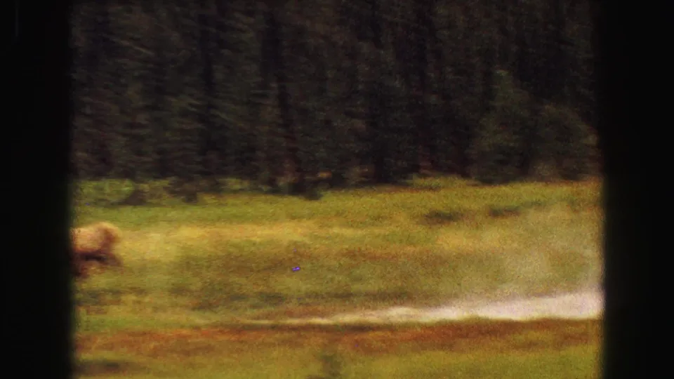 1967 Yellowstone frame with the elk partly cut off at lower left, meadow grass and dark trees filling the background.