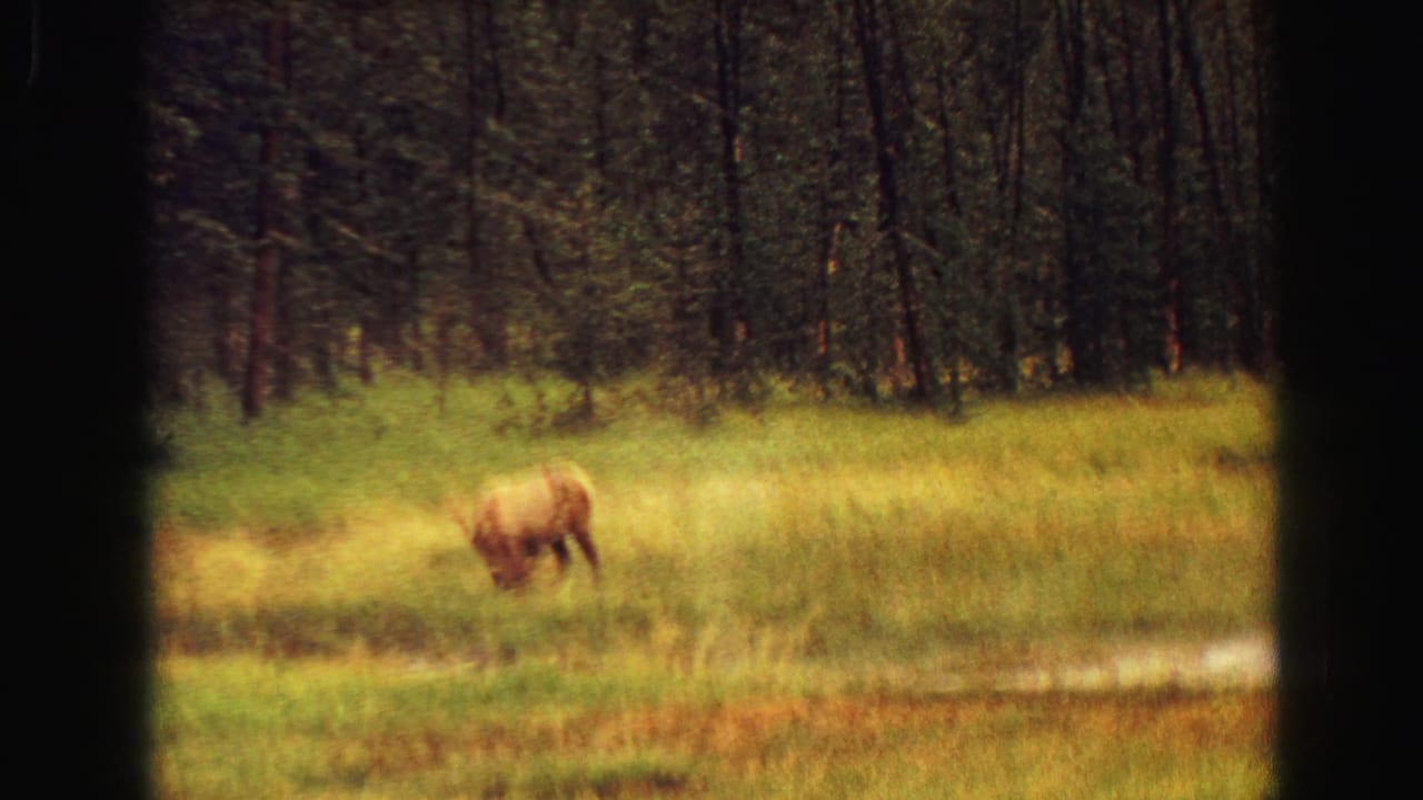 Antlered animal grazing in a meadow near a dark forest, seen through a car window frame.
