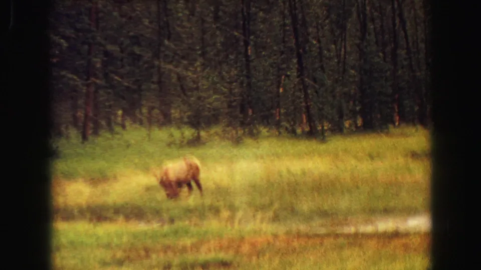 1967 Yellowstone 8mm frame showing an elk or deer grazing in a grassy meadow beyond a car window frame.