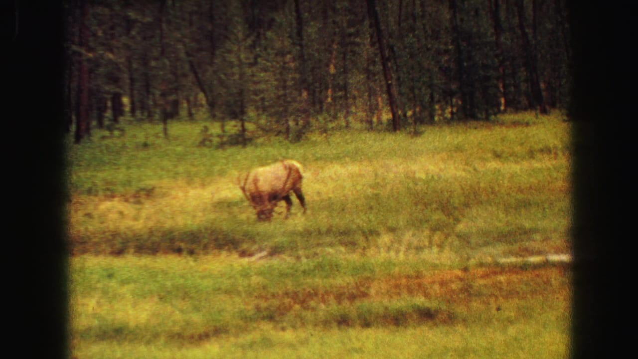 Grazing animal in a sunlit meadow with forest in the background.