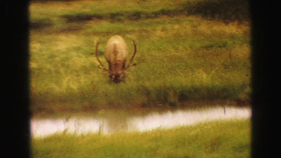 Antlered Yellowstone wildlife grazes near a wet strip in the meadow, filmed on soft 8mm stock.