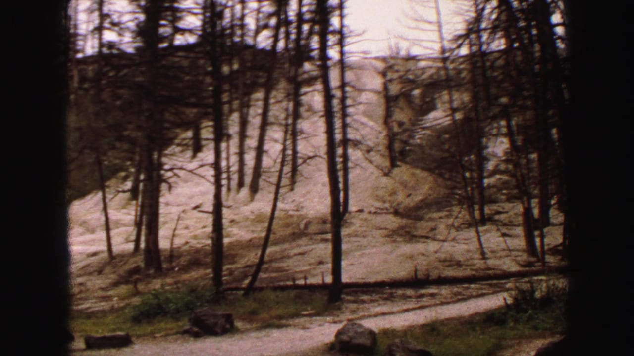 Bare trees stand beside a pale hillside with rocks and dark film-frame edges.