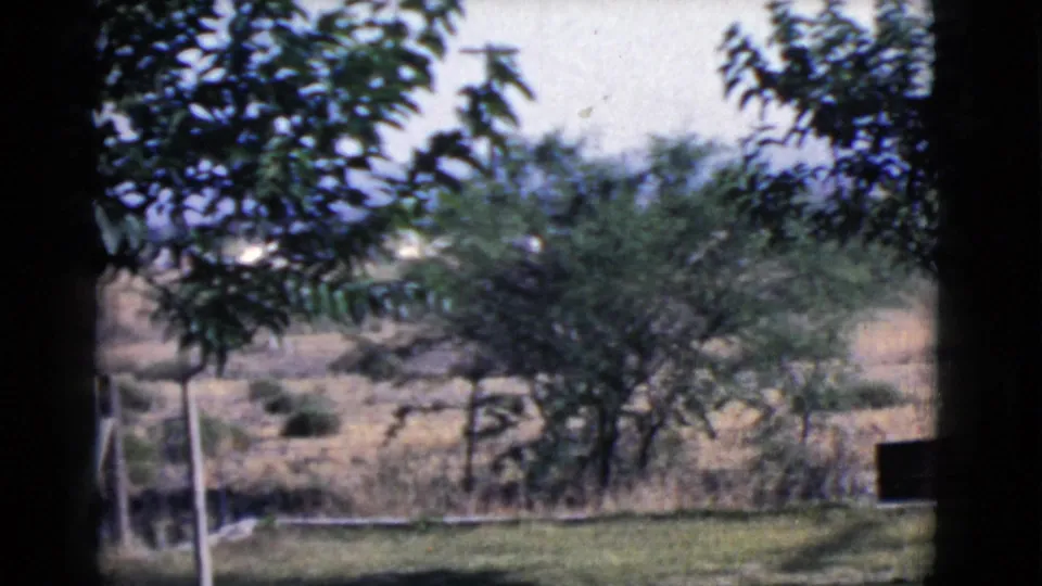 1968 Cottonwood, Arizona frame with overhanging branches, shrubs, fence posts, dry ground, and a partly obscured distant road.