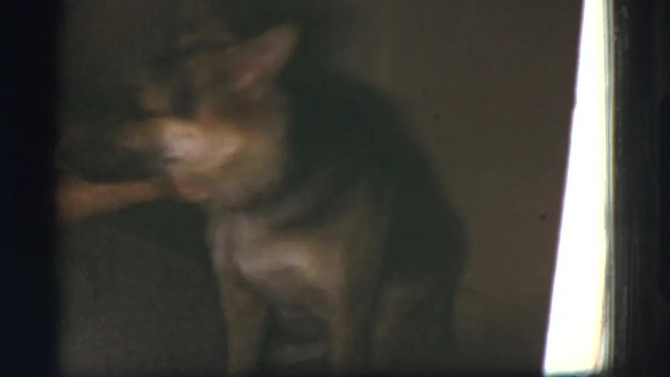 A German Shepherd appears in a dim private interior in this 1968 Cottonwood, Arizona home-movie frame, with soft focus and uneven light.