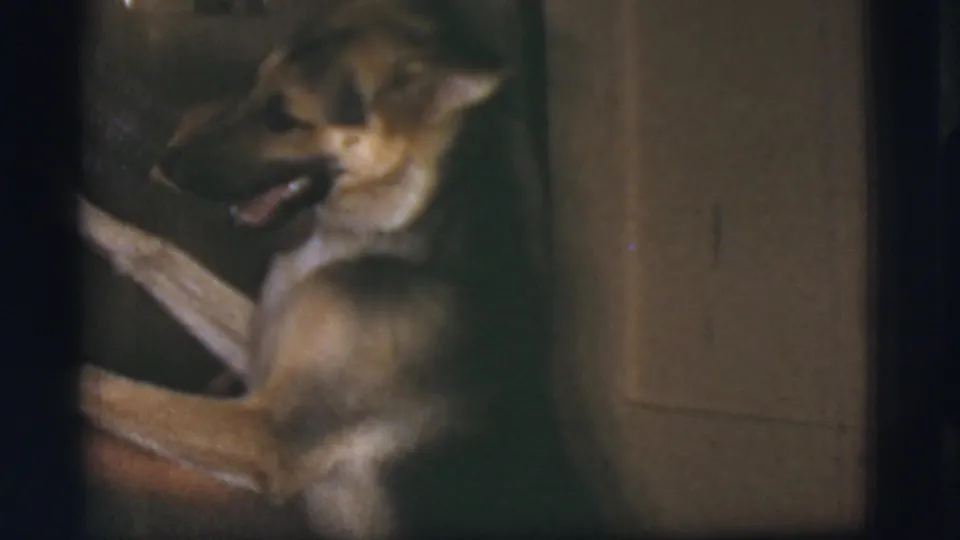 A German Shepherd lies playfully on its back or side beside a person in a Cottonwood, Arizona private interior, captured on 1968 8mm film.